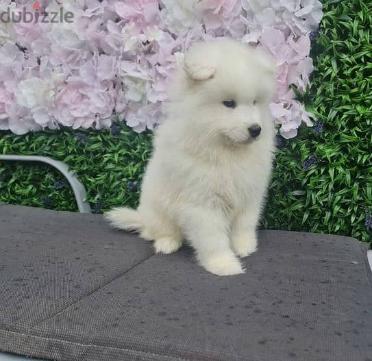 Whatsapp Me +972555074990 Samoyed Puppies 0