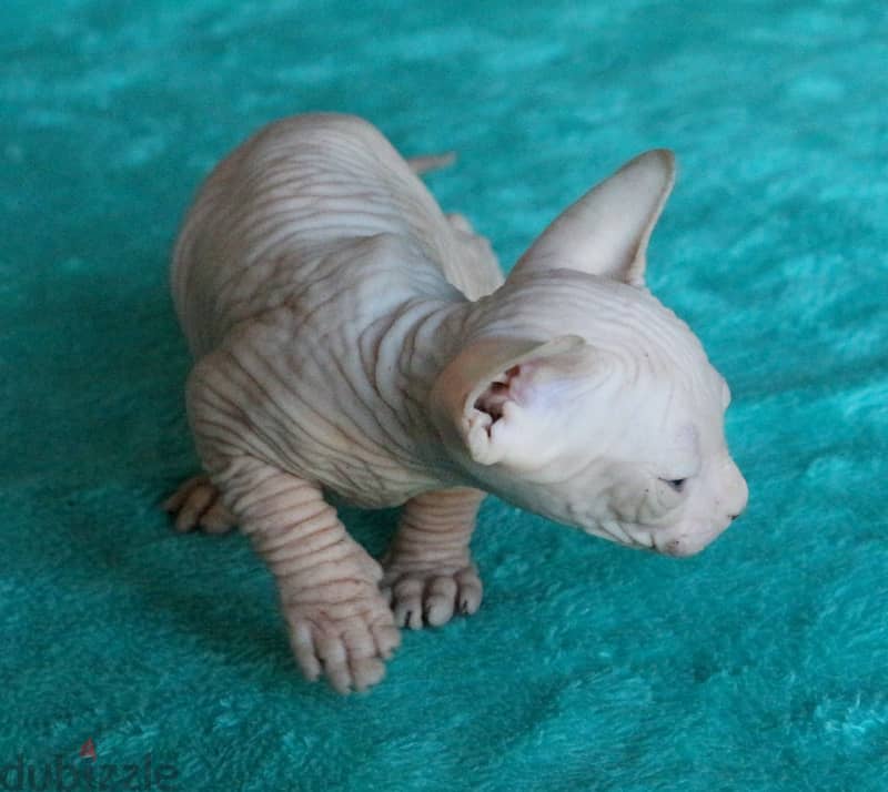 Whatsapp Me +972555074990 Sphynx Cats 1