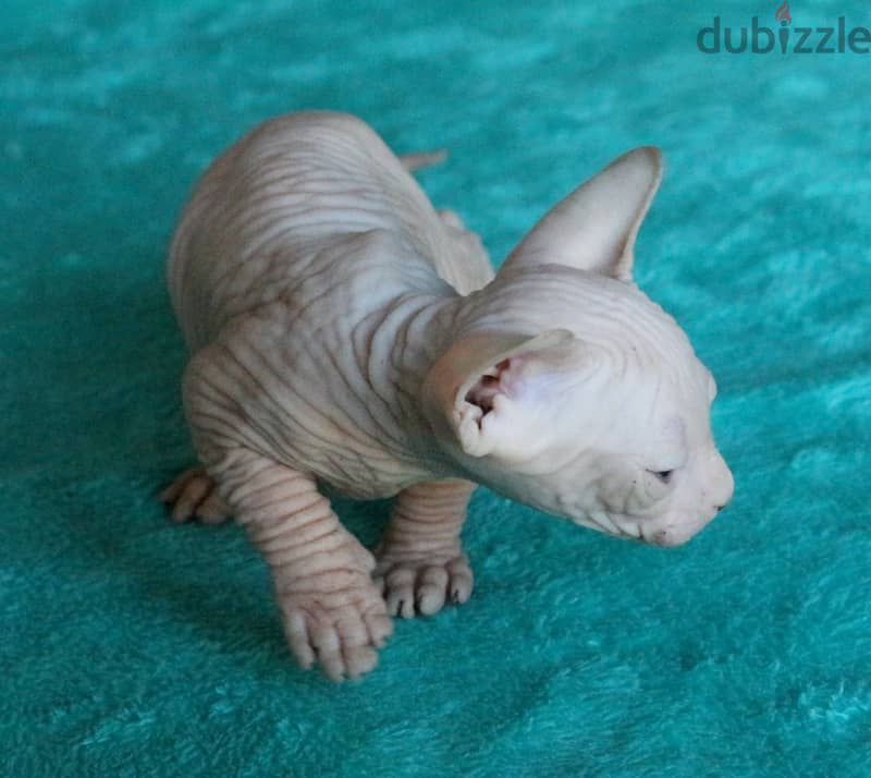 Whatsapp Me +972555074990 Sphynx Cats 0