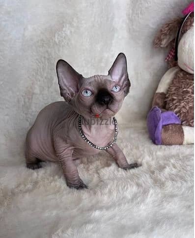 Whatsapp Me +972555074990 Sphynx Cats 1