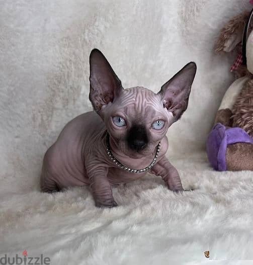 Whatsapp Me +972555074990 Sphynx Cats 0