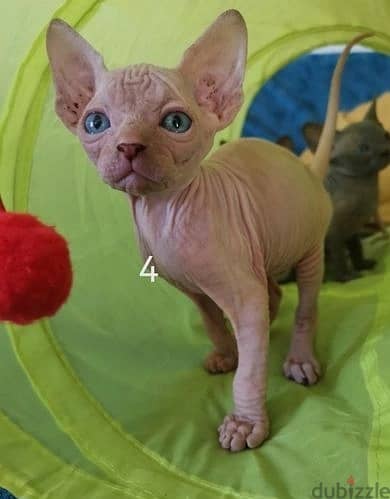 Whatsapp Me +972555074990 Sphynx Cats 0