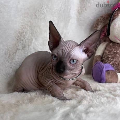 Whatsapp Me +972555074990 Sphynx Cats 1