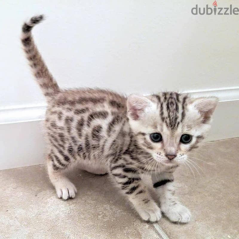 bengal cats// whatsapp +971552543679 0