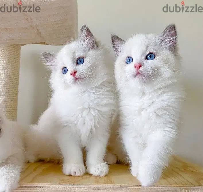 Whatsapp Me +966588993320 Ragdoll Cats 0