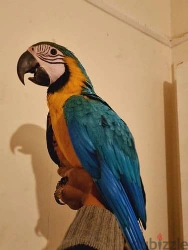 Whatsapp Me +972555074990 Macaw Birds