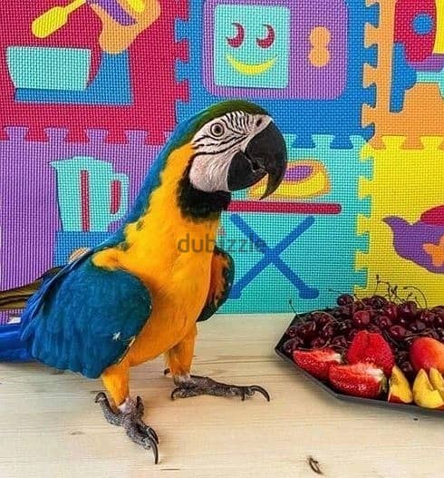 Whatsapp Me +972555074990 Macaw Birds 1