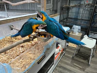 Whatsapp Me +972555074990 Macaw Birds