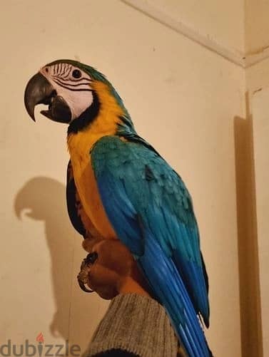 Whatsapp Me +972555074990 Macaw Birds 1