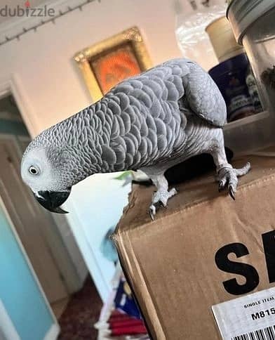 Whatsapp Me +966588993320 African Grey Parrots