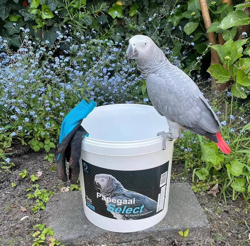 Whatsapp Me +966588993320 African Grey Parrots 1