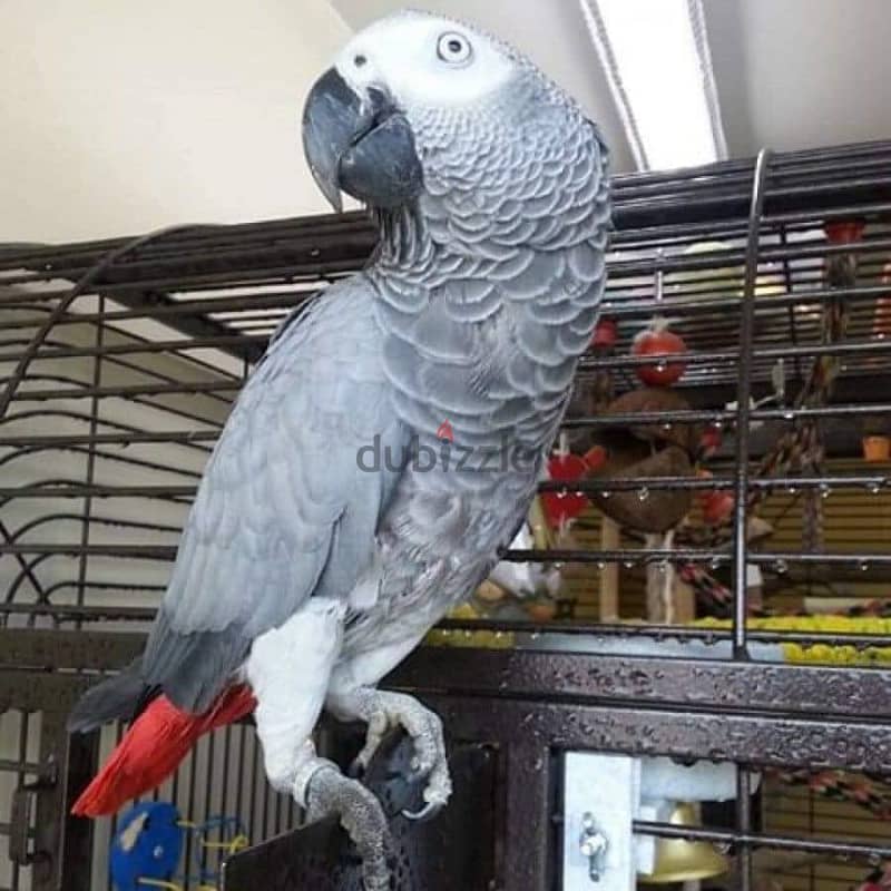 Whatsapp Me +966588993320 African Grey Parrots 1