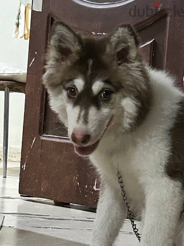 selling female 5 months old Siberian husky 0