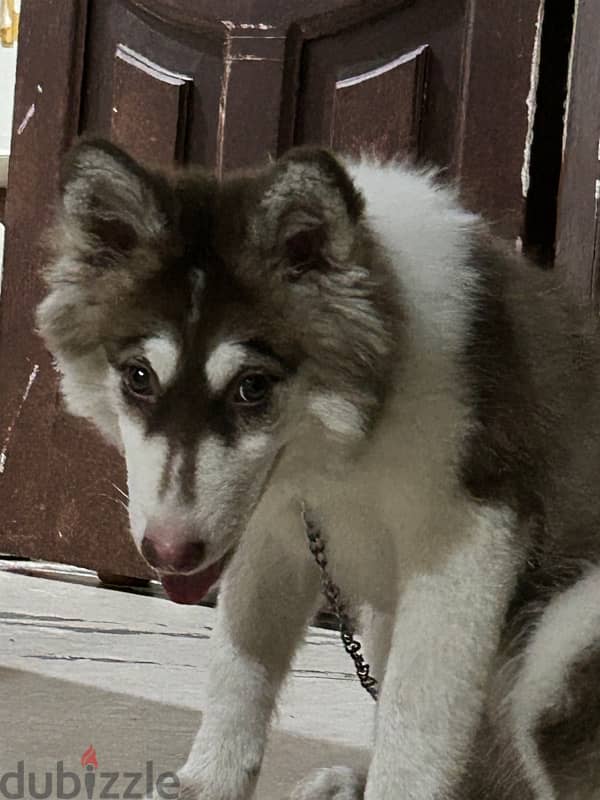 selling female 5 months old Siberian husky 2