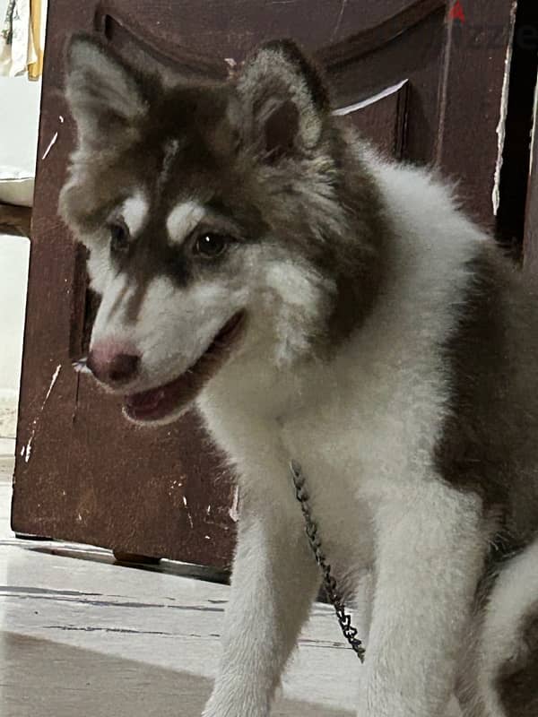 selling female 5 months old Siberian husky 3