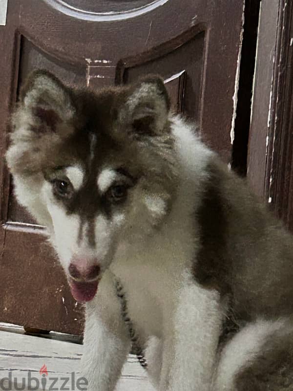 selling female 5 months old Siberian husky 4