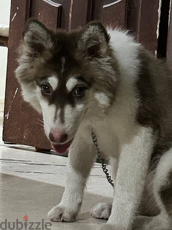 selling female 5 months old Siberian husky 5