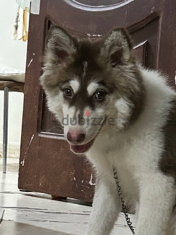 selling female 5 months old Siberian husky 6