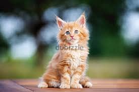 Maine coon cats// Whatsapp +971502618837 0