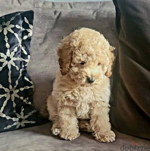 Whatsapp Me +972555074990 Toy Poodle Puppies 1