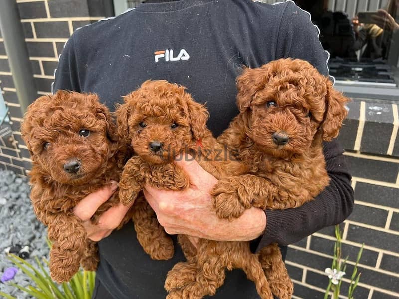 Whatsapp Me +972555074990 Toy Poodle Puppies 0