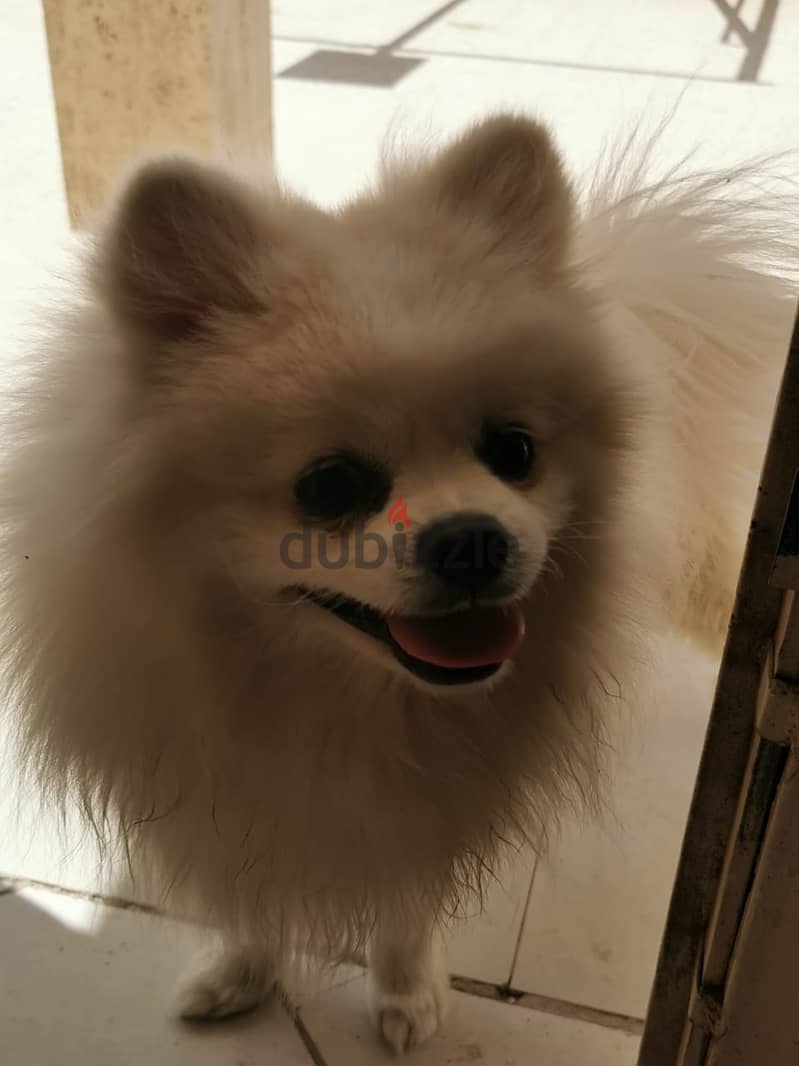 White Male Pomeranian Dog for Sale 5