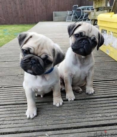 Whatsapp Me +966583921348 Pug Puppies 0