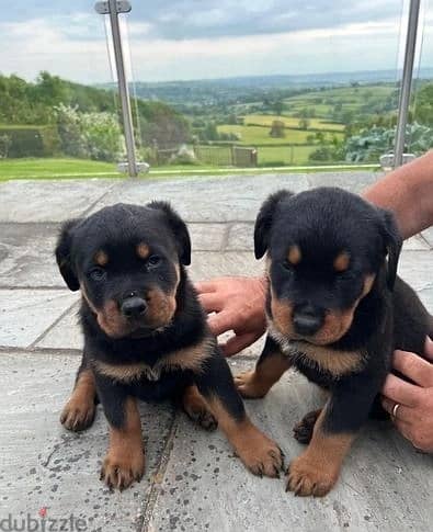 Whatsapp Me +966588993320 Rottweiler Puppies 0