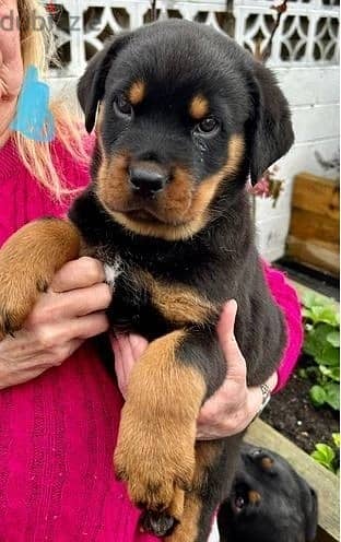 Whatsapp Me +966588993320 Rottweiler Puppies 1