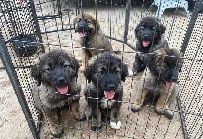 Whatsapp Me +966588993320 Caucasian Shepherd Puppies 1