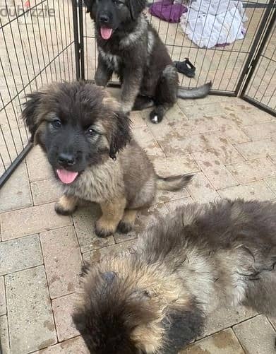 Whatsapp Me +966588993320 Caucasian Shepherd Puppies 0