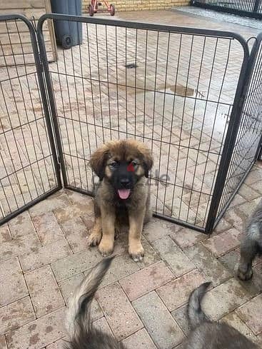 Whatsapp Me +966588993320 Caucasian Shepherd Puppies 1