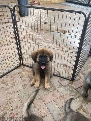 Whatsapp Me +966588993320 Caucasian Shepherd Puppies 0