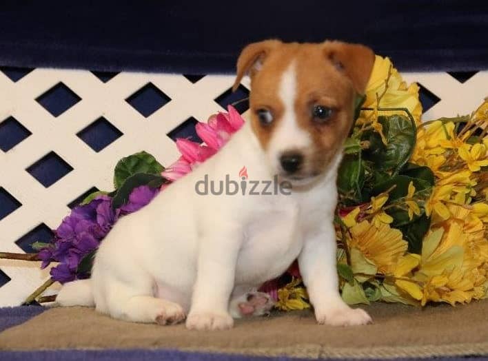 Whatsapp Me +972555074990 Jack Russell Puppies 0