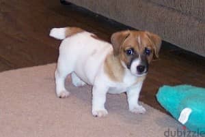 Whatsapp Me +972555074990 Jack Russell Puppies 1