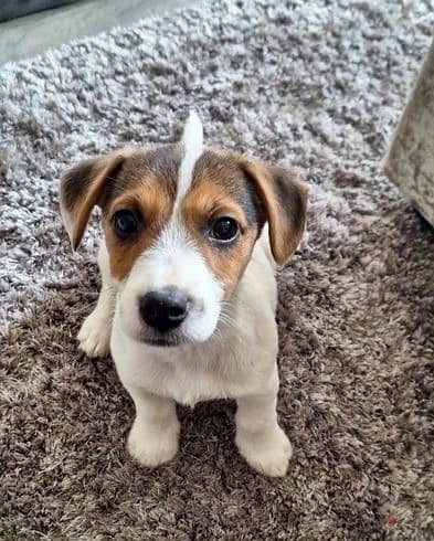 Whatsapp Me +972555074990 Jack Russell Puppies 1