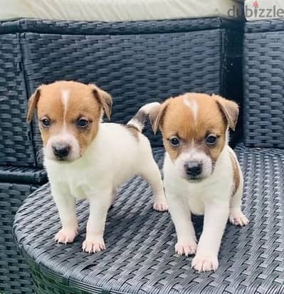 Whatsapp Me +972555074990 Jack Russell Puppies