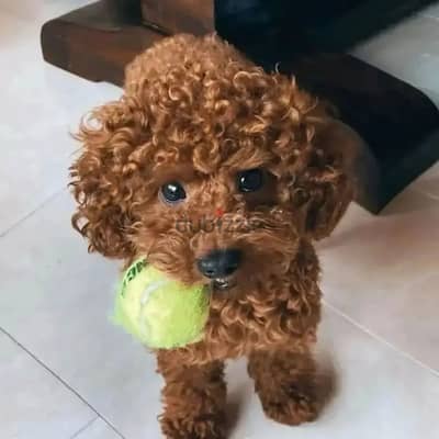 Poodle Puppies// Whatsapp +97455792932