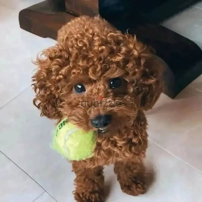 Poodle Puppies// Whatsapp +97455792932 0