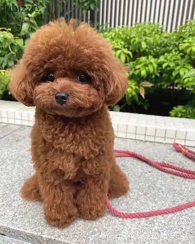 Poodle Puppies// Whatsapp +97455792932