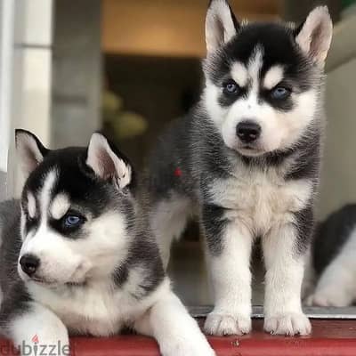 Siberian husky// Whatsapp +971552543679