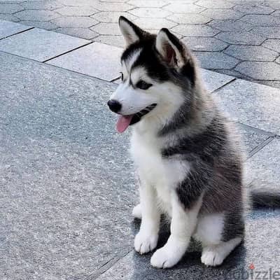 Siberian husky// Whatsapp +971552543679