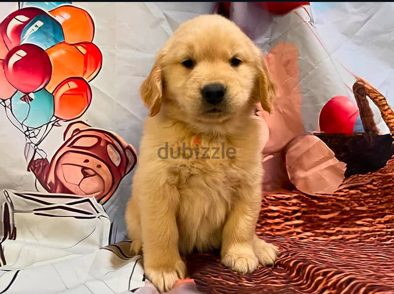 Golden retriever for sale 1