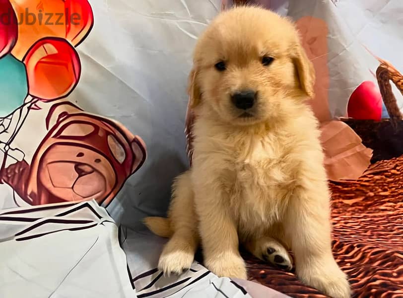 Golden retriever for sale 2