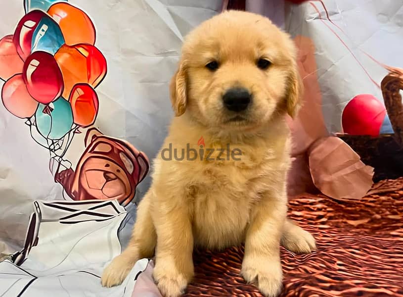 Golden retriever for sale 3