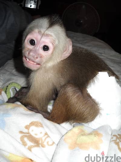 Whatsapp Me +972555074990 Capuchin Monkeys