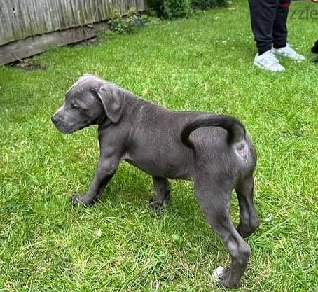 Whatsapp Me +966588993320 Cane Corso Puppies 1