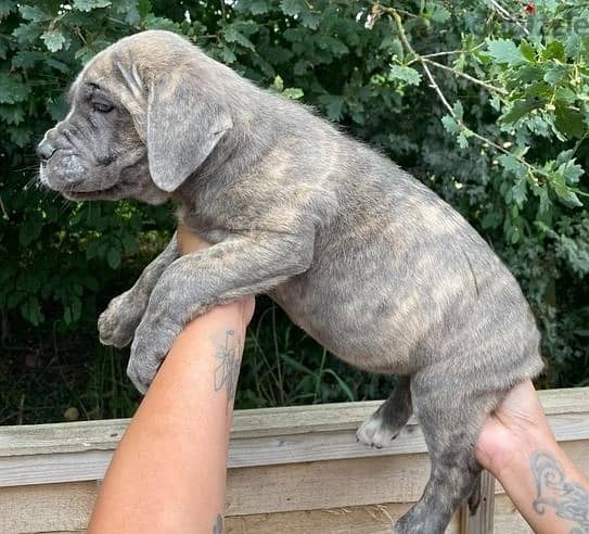 Whatsapp Me +966588993320 Cane Corso Puppies 1