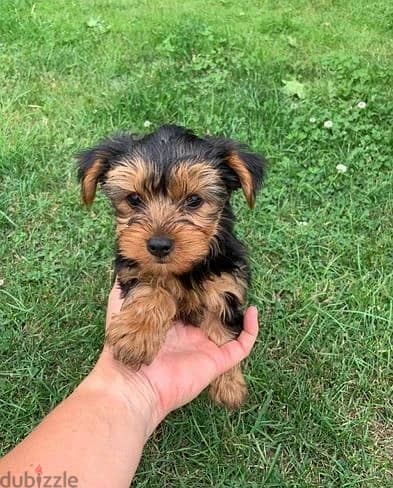 Whatsapp Me +972555074990 Yorkshire Terrier 0