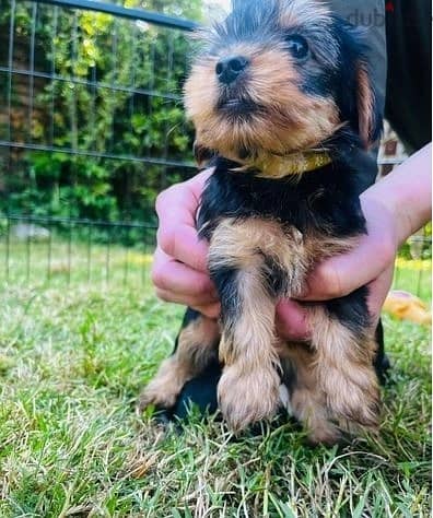 Whatsapp Me +972555074990 Yorkshire Terrier 1